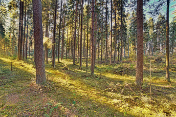 Fototapeta premium sunlight in pine autumn forest