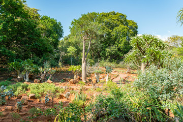 Fototapeta na wymiar National Botanical garden in Pretoria, South Africa. Plants from all over Southern Africa can be seen in this well maintained nature spot.