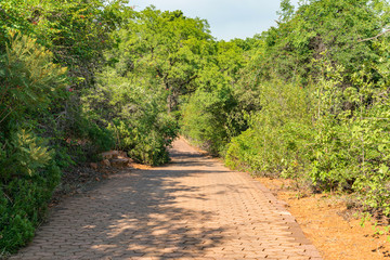 National Botanical garden in Pretoria, South Africa. Plants from all over Southern Africa can be seen in this well maintained nature spot.