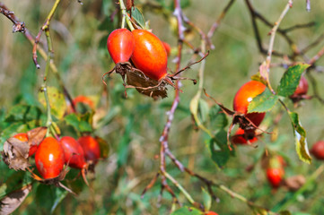 Rosehip bush. The red berries of wild rose hips. Medicinal berries. Rosa canina. Wild rose. Hip...