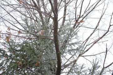 Fototapeta na wymiar trees in the park, winter