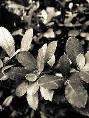 black and white leaves