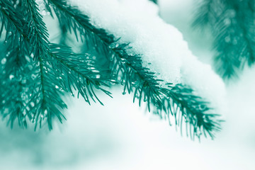 The branches of the snow covered green Christmas tree in the forest, park.Christmas winter background. Fir tree branch covered with snow in winter day.