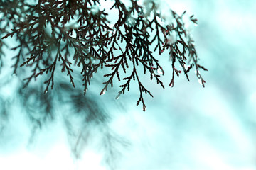 Snow in the garden on the coniferous bushes. Green juniper sprout under snow