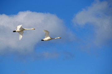 青空に飛ぶ白鳥