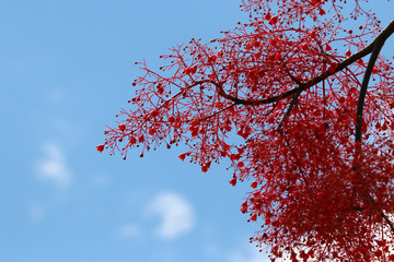  Illawarra flame tree red and tiny flowers on branch with blue sky background