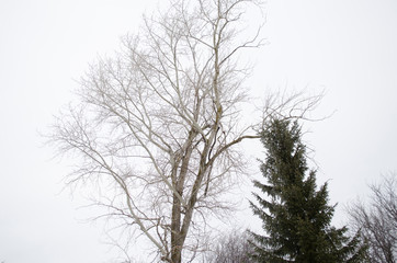 Fototapeta na wymiar high poplar in winter, tree
