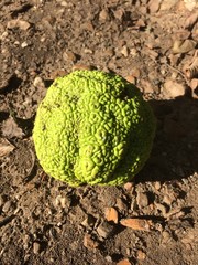 Osage orange