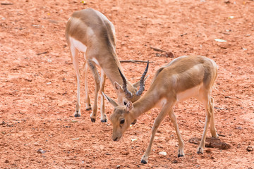 Young gazelle walking on reddish ground.