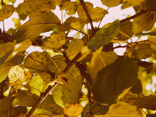 maple leaves in autumn