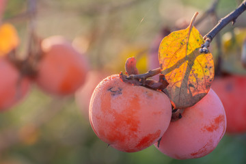 persimmons on the tree in autumn