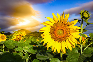 Sunflower Field on dramatic sky.