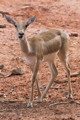 Naklejka na ściany i meble Young gazelle walking on reddish ground.