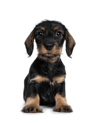 Sweet black and brown wirehaired dashound puppy sitting straight up facing front, looking straight ahead at camera with big dark eyes and sticking out tongue. Isolated on white background.