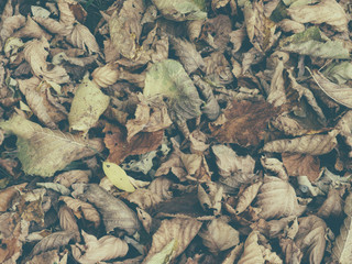 autumn leaves on the ground