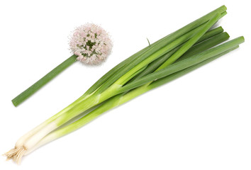 Fototapeta premium Green onion isolated on white, top view
