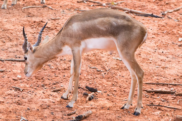 Young gazelle walking on reddish ground.