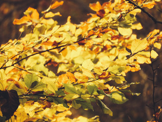 autumn leaves on trees