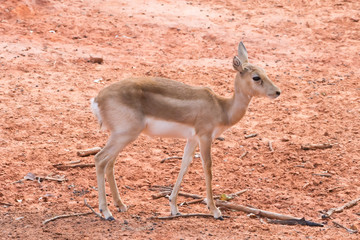 Young gazelle walking on reddish ground.