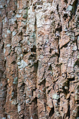 Natural wood bark texture, brown tone