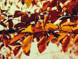 autumn leaves on tree