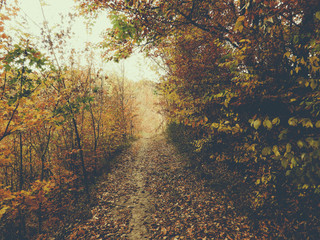 autumn in the forest, path with leaves