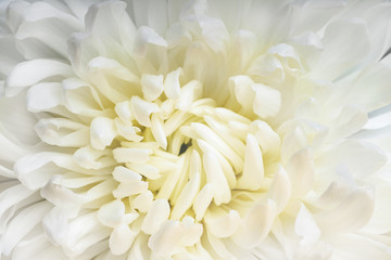 Large, white, beautiful flower of chrysanthemum. Abstract background.