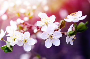 Cherry tree blossoms. White spring flowers close-up. Soft focus spring seasonal background. Vintage photo.