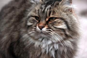 fat and beautiful cat