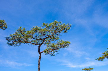 The tree has a blue sky background, beautiful natural colors.