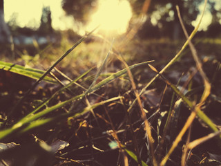 Sunset with leaves and grass, photo taken at the ground level, autumn season, sunny day