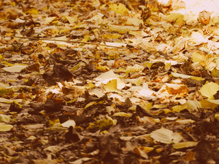 Autumn leaves on the ground