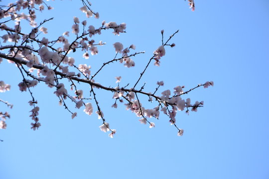 fiore d'inverno 2