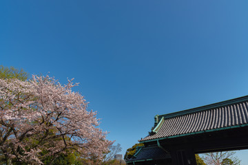 Cherry blossom in spring season at Tokyo, Japan.