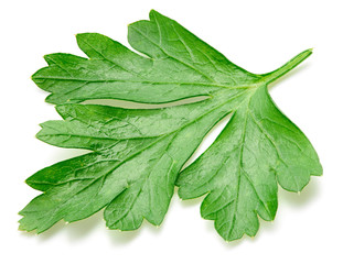 Obraz premium Parsley isolated on white