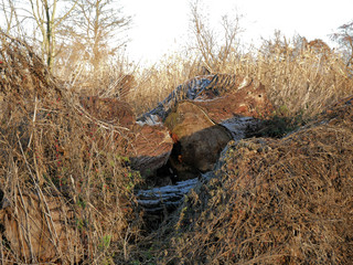 Sonnenaufgang am Strand