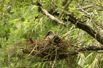 Hadeda Ibis sitting on a nest in a wooded area above a stream.