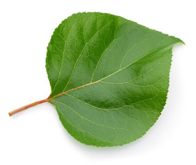 Obraz premium green leaf isolated