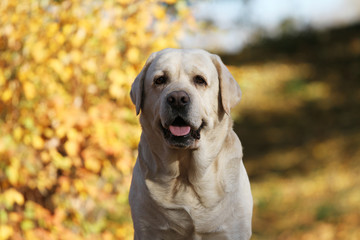 the yellow labrador in the park in autumn