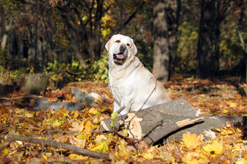 sweet yellow labrador in the park in autumn portrait