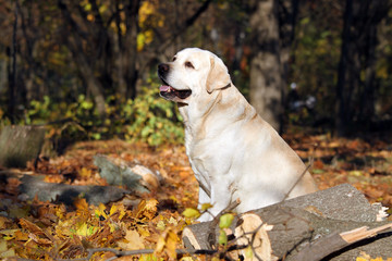 a sweet yellow labrador in the park in autumn portrait