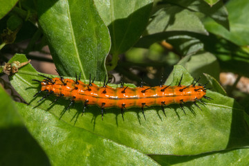 Gulf Fritillary Butterfly Catterpillar