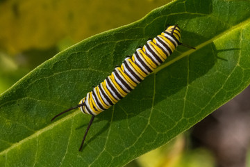 Monarch Butterfly Caterpillar