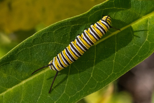 Monarch Butterfly Caterpillar