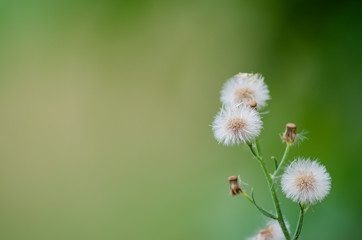 Hawksbeard seed heads against green background