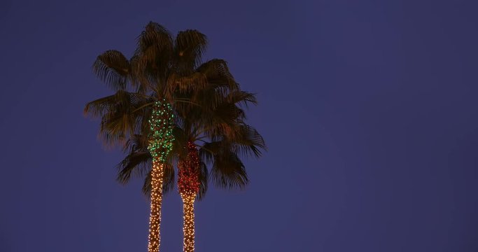 An evening view of two palm trees decorated for Christmas.  	