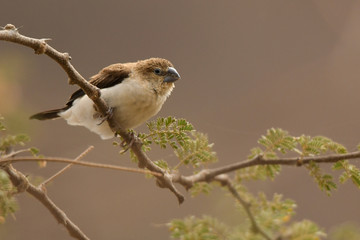 African Silverbill / Euodice cantans