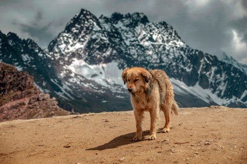 Peruvian dog in mountains