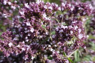purple flowers in the garden