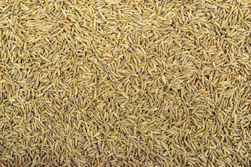 close up fennel seed texture background